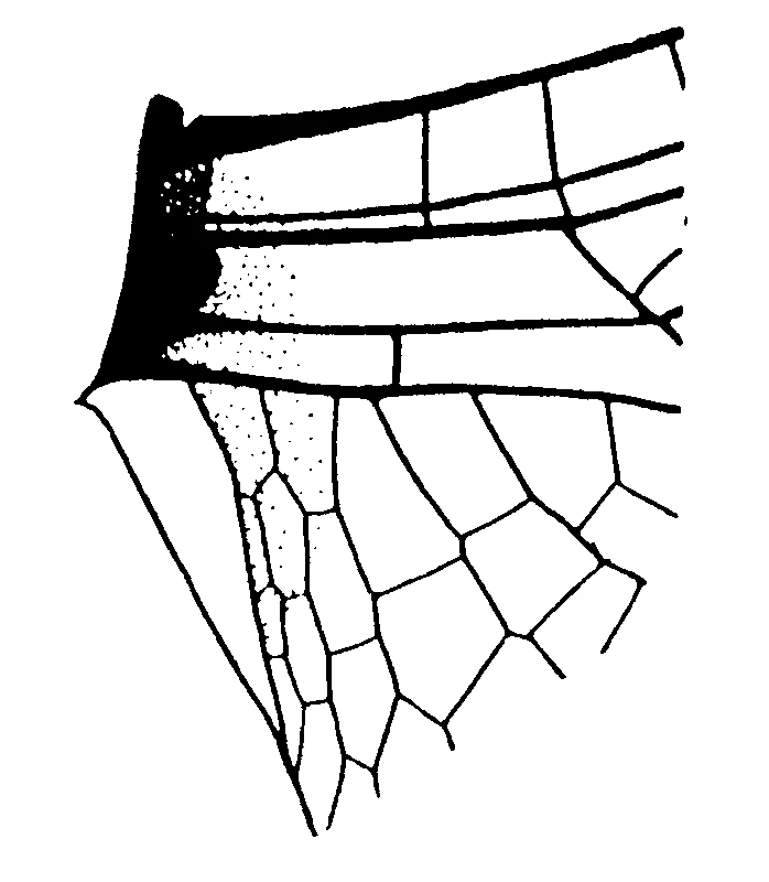 couplet drawing