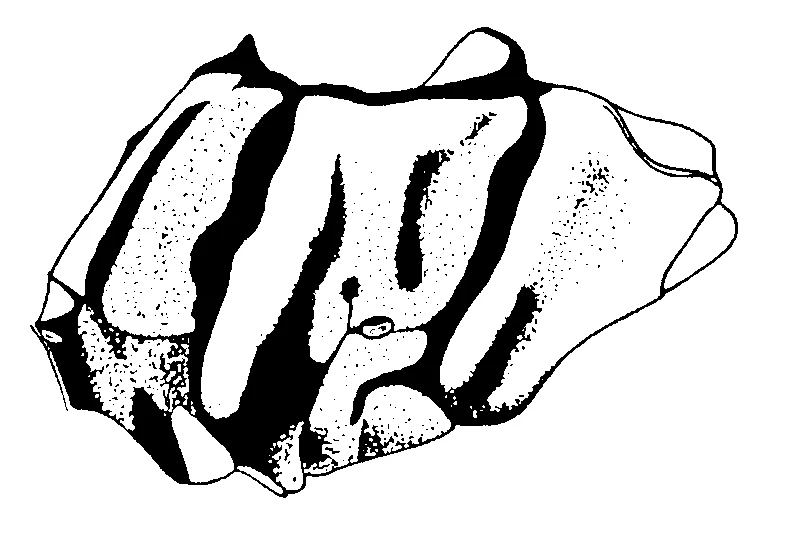 couplet drawing
