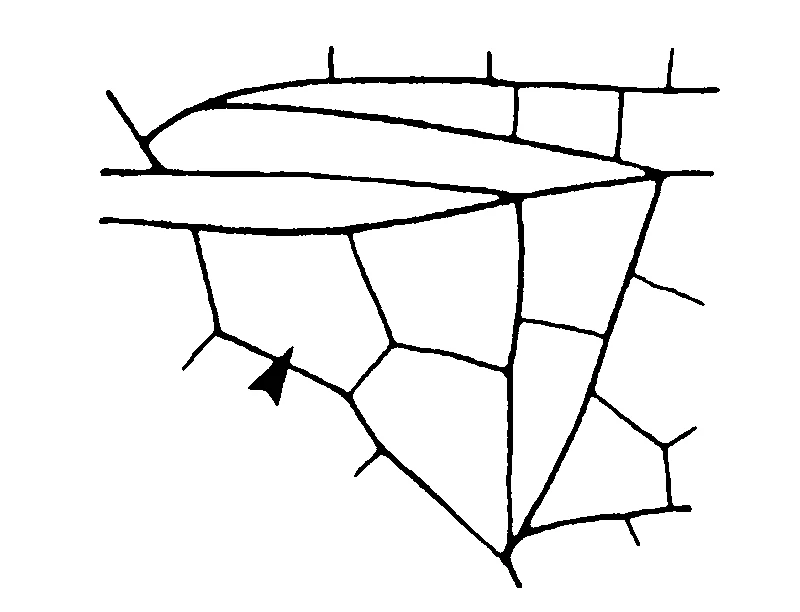couplet drawing