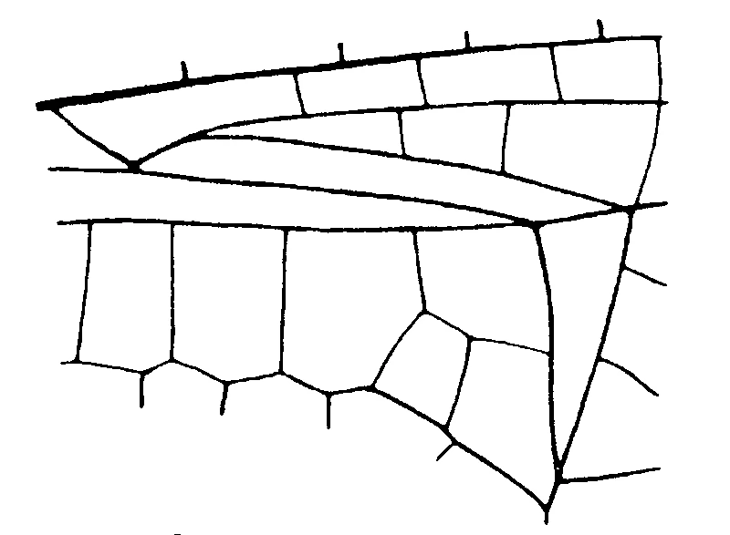 couplet drawing