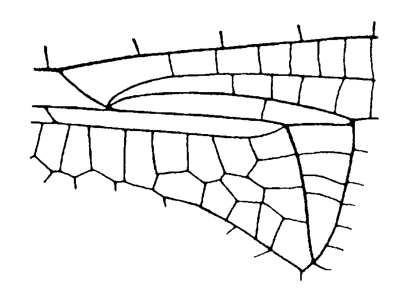 couplet drawing