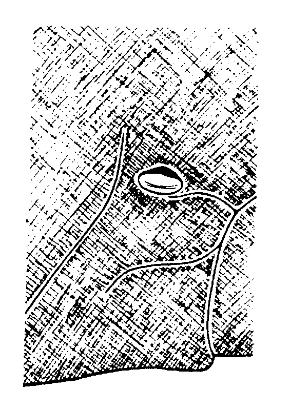 couplet drawing
