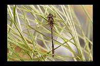 PhotoID: AusDr339. Thylacine Darner (Acanthaeschna victoria) - male