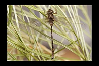PhotoID: AusDr340. Thylacine Darner (Acanthaeschna victoria) - male