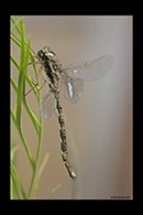 PhotoID: AusDr341. Thylacine Darner (Acanthaeschna victoria) - male