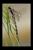 PhotoID: AusDr342. Thylacine Darner (Acanthaeschna victoria) - male
