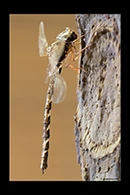PhotoID: AusDr347. Thylacine Darner (Acanthaeschna victoria) - male