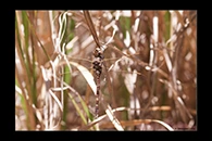 PhotoID: AusDr037. Blue-Spotted Hawker (Adversaeschna brevistyla) - female