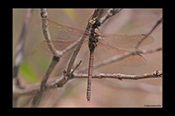 PhotoID: AusDr131. Blue-Spotted Hawker (Adversaeschna brevistyla) - female