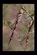 PhotoID: AusDr132. Blue-Spotted Hawker (Adversaeschna brevistyla) - female
