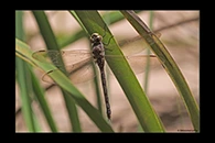 PhotoID: AusDr158. Blue-Spotted Hawker (Adversaeschna brevistyla) - female