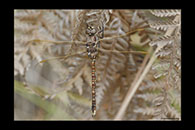 PhotoID: AusDr159. Blue-Spotted Hawker (Adversaeschna brevistyla) - female