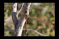 PhotoID: AusDr165. Blue-Spotted Hawker (Adversaeschna brevistyla) - male