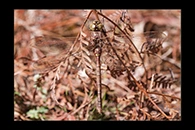 PhotoID: AusDr166. Blue-Spotted Hawker (Adversaeschna brevistyla) - female