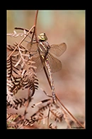 PhotoID: AusDr167. Blue-Spotted Hawker (Adversaeschna brevistyla) - female