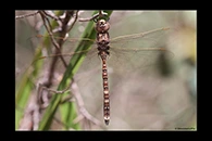 PhotoID: AusDr168. Blue-Spotted Hawker (Adversaeschna brevistyla) - male