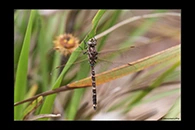 PhotoID: AusDr169. Blue-Spotted Hawker (Adversaeschna brevistyla) - male