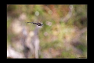 PhotoID: AusDr202. Blue-Spotted Hawker (Adversaeschna brevistyla) - male