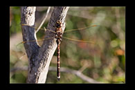 PhotoID: AusDr691. Blue-Spotted Hawker (Adversaeschna brevistyla) - male
