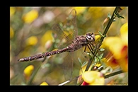 PhotoID: AusDr692. Blue-Spotted Hawker (Adversaeschna brevistyla) - female