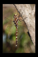 PhotoID: AusDr693. Blue-Spotted Hawker (Adversaeschna brevistyla) - male