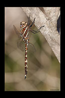 PhotoID: AusDr694. Blue-Spotted Hawker (Adversaeschna brevistyla) - male
