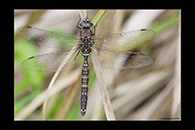 PhotoID: AusDr695. Blue-Spotted Hawker (Adversaeschna brevistyla) - male