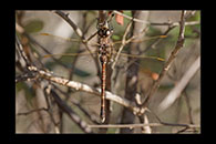 PhotoID: AusDr710. Blue-Spotted Hawker (Adversaeschna brevistyla) - female