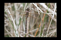 PhotoID: AusDr711. Blue-Spotted Hawker (Adversaeschna brevistyla) - female