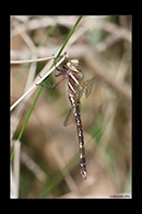 PhotoID: AusDr712. Blue-Spotted Hawker (Adversaeschna brevistyla) - female