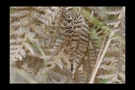 PhotoID: AusDr746. Blue-spotted Hawker (Adversaeschna brevistyla) - female