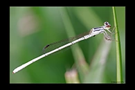 PhotoID: AusDa301. Silver Wisp (Agriocnemis argentea) - male