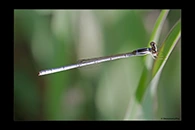 PhotoID: AusDa323. Silver Wisp (Agriocnemis argentea) - male