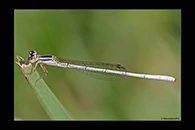 PhotoID: AusDa324. Silver Wisp (Agriocnemis argentea) - male