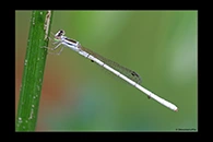 PhotoID: AusDa351. Silver Wisp (Agriocnemis argentea) - male