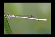 PhotoID: AusDa352. Silver Wisp (Agriocnemis argentea) - male