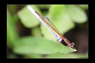PhotoID: AusDa353. Silver Wisp (Agriocnemis argentea) - female