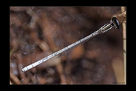 PhotoID: AusDa355. Silver Wisp (Agriocnemis argentea) - male