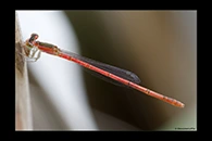 PhotoID: AusDa357. Silver Wisp (Agriocnemis argentea) - female