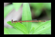 PhotoID: AusDa359. Silver Wisp (Agriocnemis argentea) - female