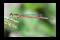 PhotoID: AusDa361. Silver Wisp (Agriocnemis argentea) - female