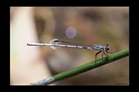 PhotoID: AusDa458. Pilbara Wisp (Agriocnemis kunjina) - male