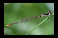 PhotoID: AusDa066. Pygmy Wisp (Agriocnemis pygmaea) - male