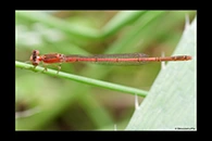 PhotoID: AusDa078. Pygmy Wisp (Agriocnemis pygmaea) - female