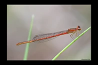 PhotoID: AusDa079. Pygmy Wisp (Agriocnemis pygmaea) - female