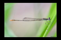 PhotoID: AusDa248. Pygmy Wisp (Agriocnemis pygmaea) - male