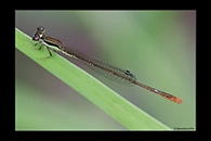 PhotoID: AusDa249. Pygmy Wisp (Agriocnemis pygmaea) - male