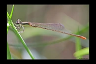 PhotoID: AusDa266. Pygmy Wisp (Agriocnemis pygmaea) - male