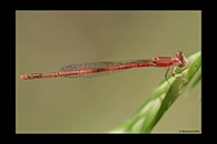 PhotoID: AusDa273. Pygmy Wisp (Agriocnemis pygmaea) - female