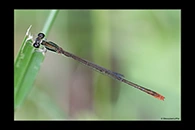 PhotoID: AusDa275. Pygmy Wisp (Agriocnemis pygmaea) - male